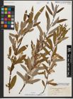 Foto von Salix triandra subsp. amygdalina (L.) Schübl. & G. Martens